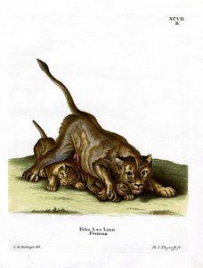 Lioness (gravura colorida) de German School