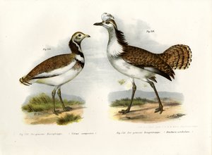 Abetarda, 1864 de German School