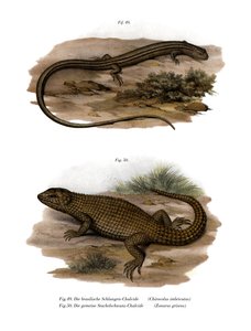 Lagarto (cor litho) de German School