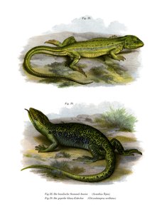 Lagarto (cor litho) de German School