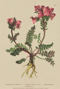 Lousewort de nariz comprido (Pedicularis rostrata) de German School