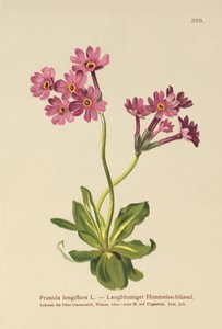 Prímula de flor longa (Primula longiflora) de German School