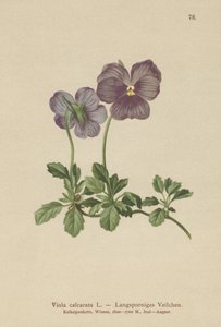 Violeta de longa duração (Viola Calcarata) de German School