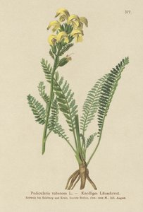 Lousewort amarelo de bico longo (Pedicularis tuberosa) de German School