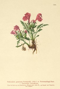 Lousewort (Gemini Pedicularis, Pedicularis Portenschlagii, Pedicularis Pumila) de German School