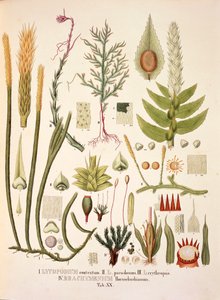 Lycopodium and Brachymenium, tabela XX de 