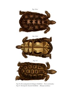 Tartaruga Aranha de Madagáscar (cor litho) de German School