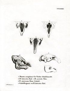 Manatee Skulls (gravura colorida) de German School