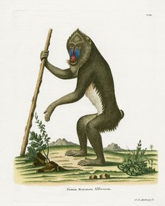 Mandrill (gravação a cores) de German School