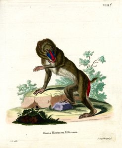 Mandrill (gravação a cores) de German School