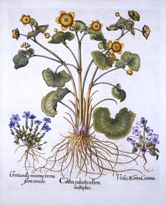 Marigold de pântano, março Violeta e primavera genciana, de Hortus Eystettensis, por Basil Besler (1561-1629), bar. 1613 (gravura colorida à mão) de German School