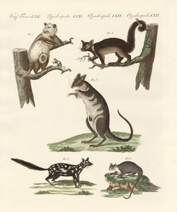Marsupiais de German School