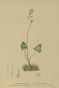 Prado-rue (Thalictrum alpinum) de German School