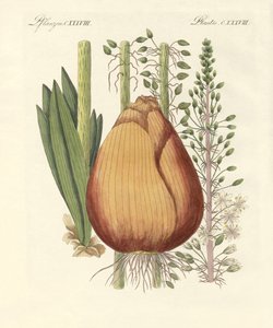 Plantas médicas (gravura colorida) de German School