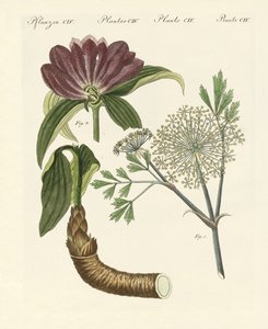 Plantas médicas (gravura colorida) de German School