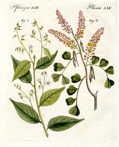 Plantas medicinais de German School