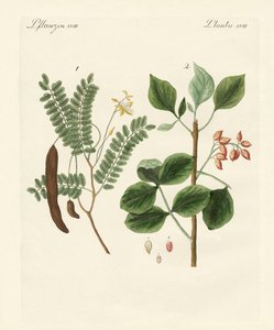 Plantas medicinais de German School
