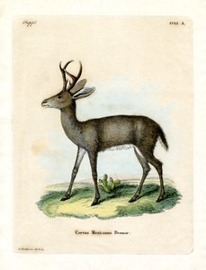 Veado Mexicano (gravura colorida) de German School