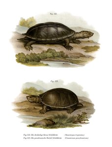 Tartaruga almiscareira gigante mexicana (cor litho) de German School