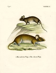 Ratos (gravação a cores) de German School