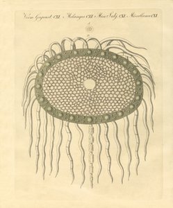 Imagem microscópica do buraco da polpa de cardo sem ameixa (gravação colorida) de German School