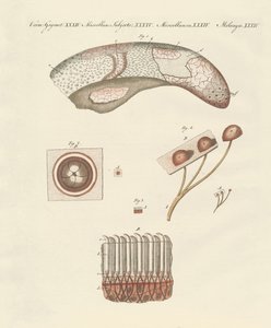 Estudo microscópico da língua de vaca de German School