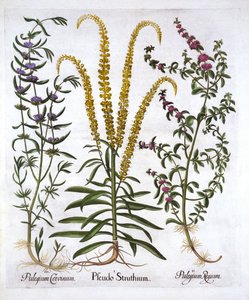 Mignonette, Pennyroyal e Marsh Mint, de Hortus Eystettensis, de Basil Besler (1561-1629), pub. 1613 (gravura colorida à mão) de German School