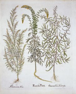 Mignonette, Southernwood e Tarragon, de Hortus Eystettensis, de Basil Besler (1561-1629), pub. 1613 (gravura colorida à mão) de German School
