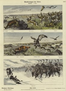 Migrações de animais