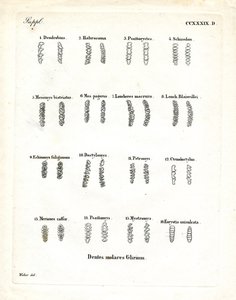 Molares (gravura colorida) de German School