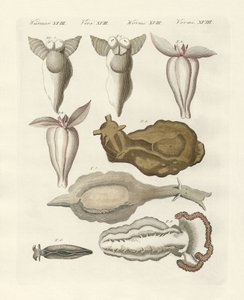 Moluscos (gravura colorida) de German School