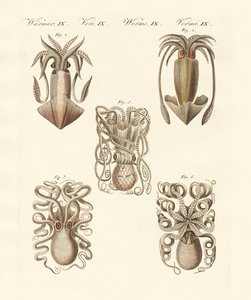 Moluscos ou vermes moles (gravura colorida) de German School