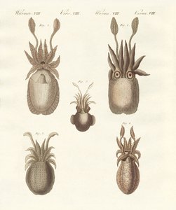 Moluscos ou vermes moles (gravura colorida) de German School