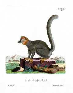 Mongoose Lemur (gravação a cores) de German School