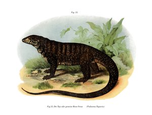 Monitor Lizard (litho a cores) de German School
