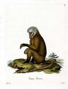 Macaco (gravura colorida) de German School