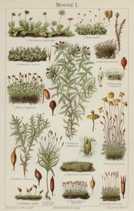 Musgos (cor litho) de German School
