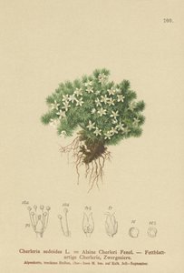 Cyphel Mossy (Cheredo Sedoides, Minuartia sedoides, Alsine Cherleri) de German School