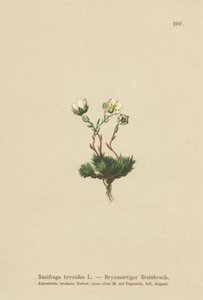 Saxofrage Mossy (Saxifraga bryoides) de German School