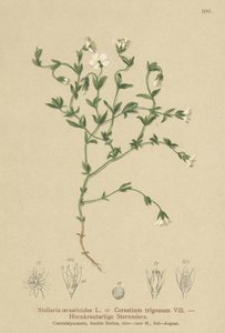Chickweed de montanha (Stellaria cerastioides, Cerastium trigonum) de German School