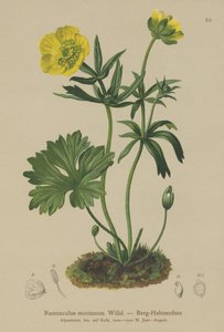 Aranha-da-montanha (Ranunculus montanus) de German School