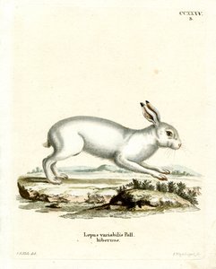 Lebre de montanha (gravura colorida) de German School