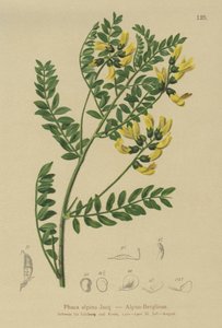 Lentilha de montanha (Phaca alpina, alpinus do astrágalo, penduliflorus do astrágalo, alpina do Colutea, Phaca alpina, Tragacantha penduliflora) de German School