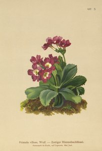 Primula Montanha (Primula villosa) de German School