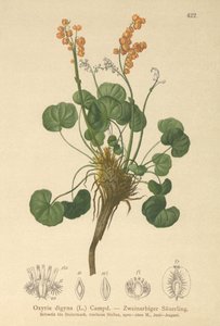 Azeda de montanha (Oxyria digyna) de German School