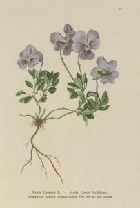 Mt. Cenis Pansy (Viola Cenisia) de German School