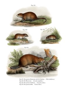 Rato almiscarado, 1860 de German School