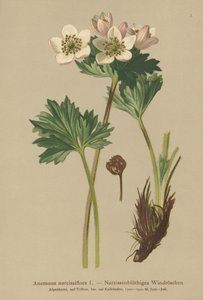 Anêmona de Narciso (anemone narcissiflora) de German School