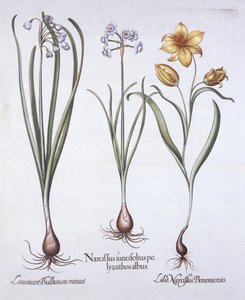 Narciso, Tulipa e Floco de Neve de Verão, de Hortus Eystettensis, de Basil Besler (1561-1629), pub. 1613 (gravura colorida à mão) de German School