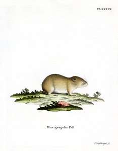 Vole de cabeça estreita (gravação a cores) de German School